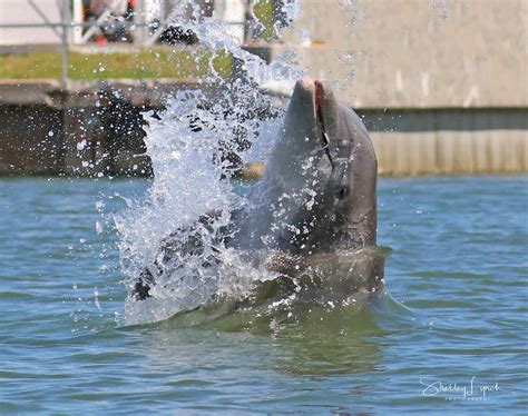 daytona beach manatee tours|manatee dolphin tours daytona beach.